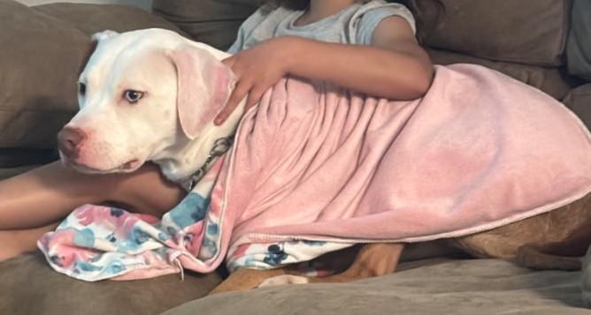 PENNY, Adoptable, Young Female American Bulldog.