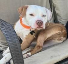 Enlarge PENNY, a Adoptable American Bulldog in fort worth, TX image 5/5