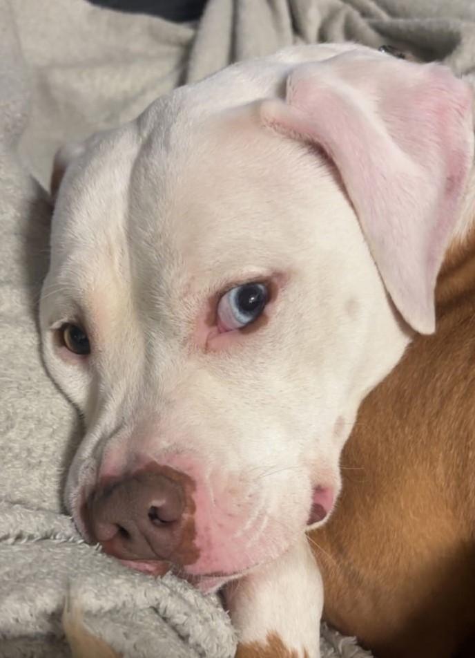 Enlarge PENNY, a Adoptable American Bulldog in fort worth, TX image 2/5