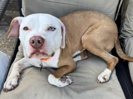 Enlarge PENNY, a Adoptable American Bulldog in fort worth, TX image 4/5