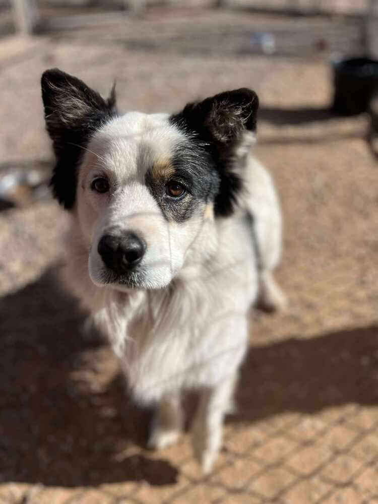 Patches, Adoptable, Young Male Border Collie & Australian Shepherd.