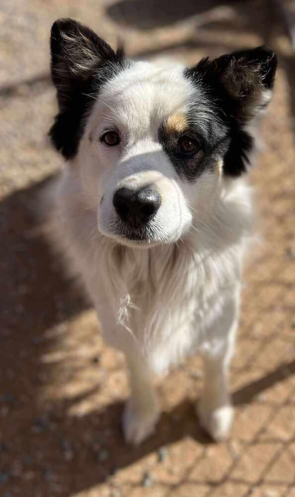 Enlarge Patches, a Adoptable mixed breed in Cortez, CO image 2/2