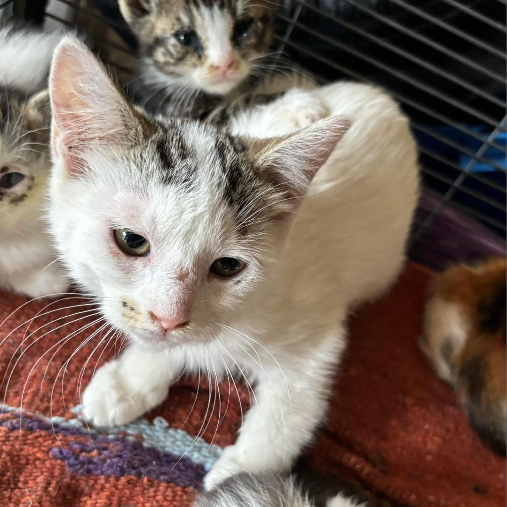 Vesper, Adoptable, Adult Female Domestic Short Hair.