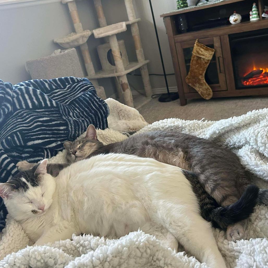 Vesper, a Adoptable mixed breed in Nampa, ID image 4/6