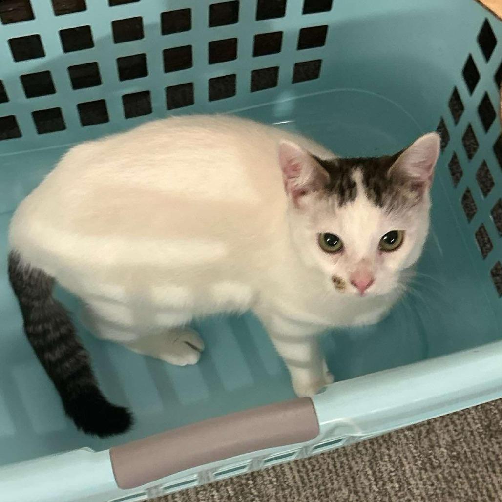 Vesper, a Adoptable mixed breed in Nampa, ID image 5/6