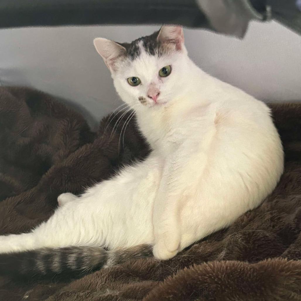 Vesper, a Adoptable mixed breed in Nampa, ID image 6/6