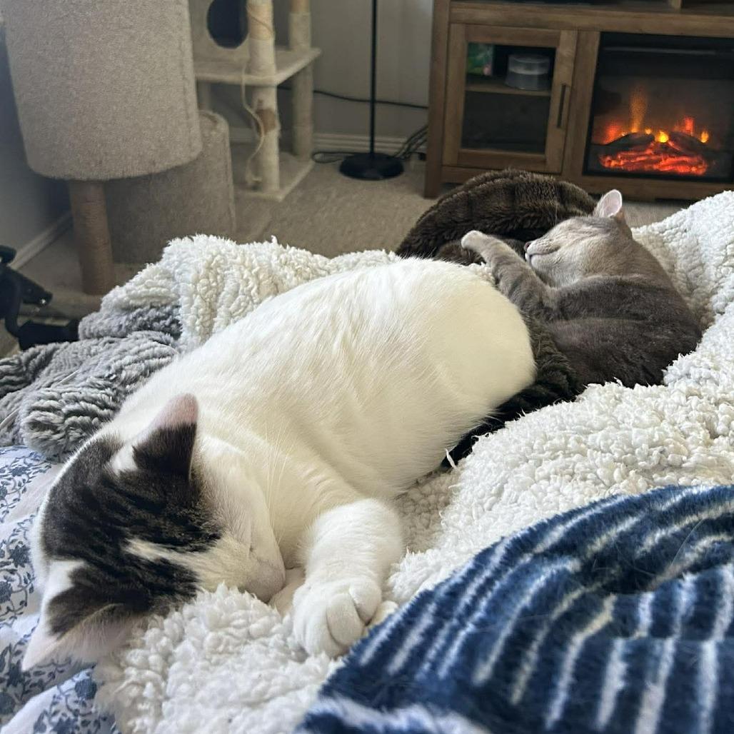 Enlarge Vesper, a Adoptable mixed breed in Nampa, ID image 6/6