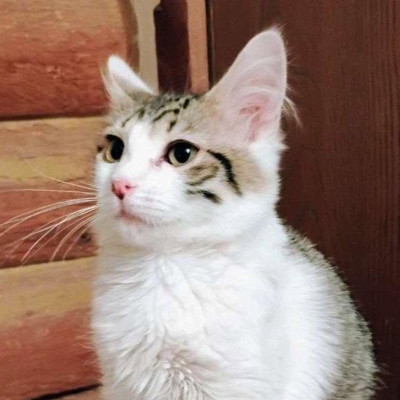Mr. Darcy - AC Kitty!, a Adoptable Domestic Long Hair in Laramie, WY image 1/2