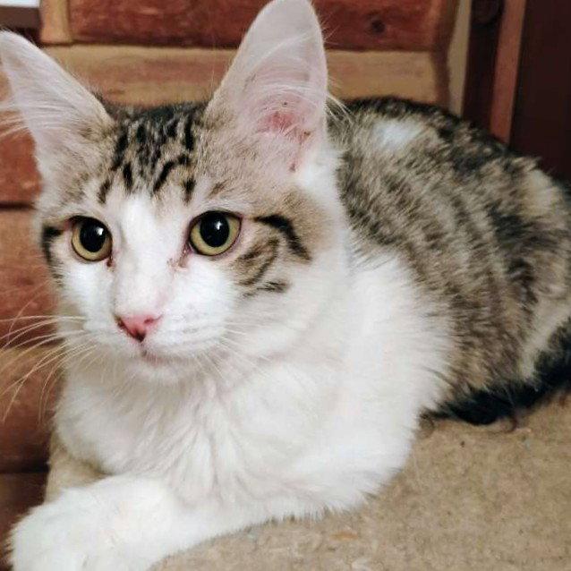 Mr. Darcy - AC Kitty!, a Adoptable Domestic Long Hair in Laramie, WY image 2/2