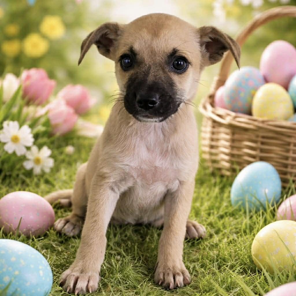 Enlarge Karin, a ADOPTABLE mixed breed in Warren, NJ image 1/2