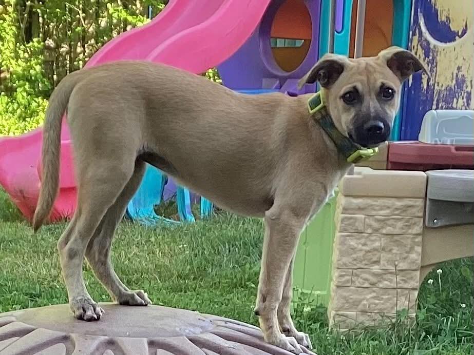 Karin, a ADOPTABLE mixed breed in Warren, NJ image 5/5