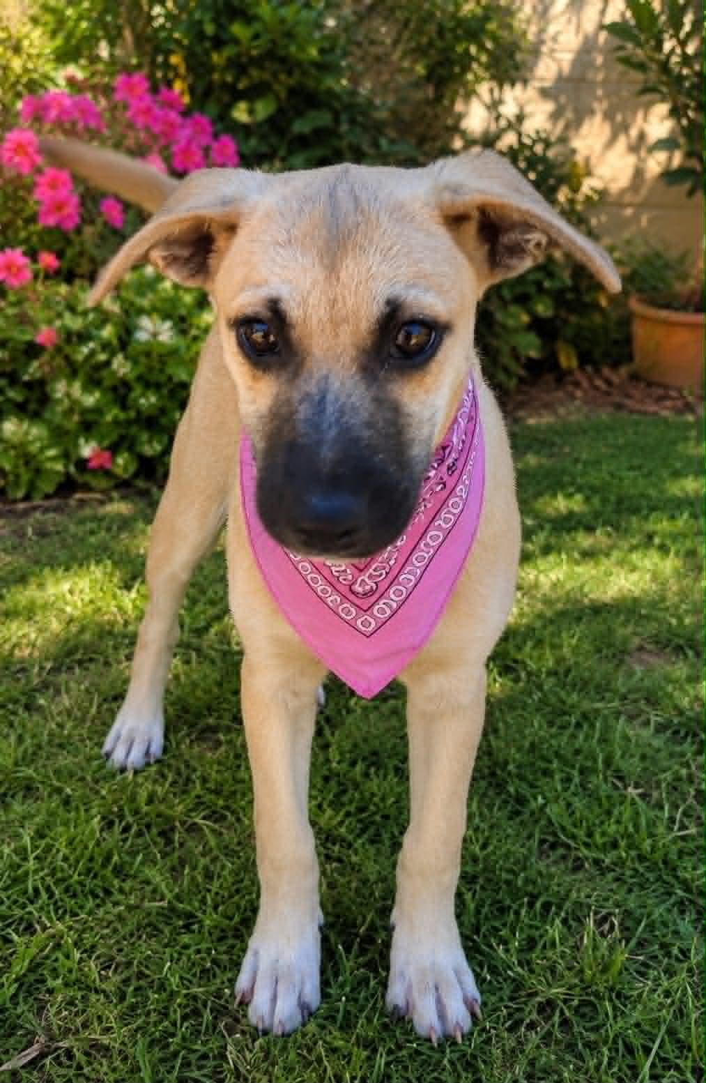 Karin, a ADOPTABLE mixed breed in Warren, NJ image 2/5