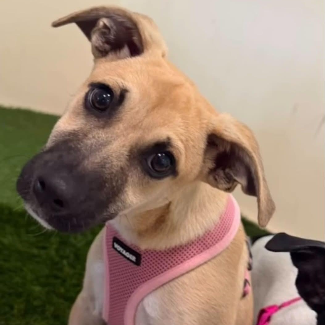 Karin, ADOPTABLE, Puppy Female Black Mouth Cur.