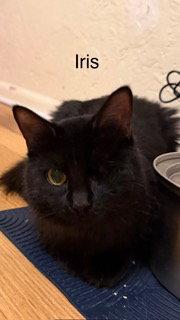 Enlarge Iris, a Adoptable Domestic Long Hair in Oakland Park, FL image 1/3
