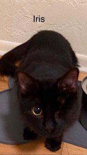 Enlarge Iris, a Adoptable Domestic Long Hair in Oakland Park, FL image 2/3