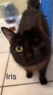 Enlarge Iris, a Adoptable Domestic Long Hair in Oakland Park, FL image 3/3