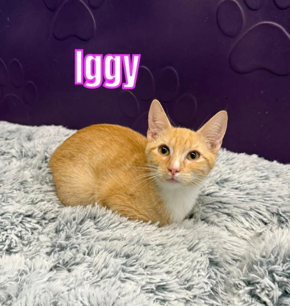 Iggy, Adoptable, Young Female Domestic Short Hair.