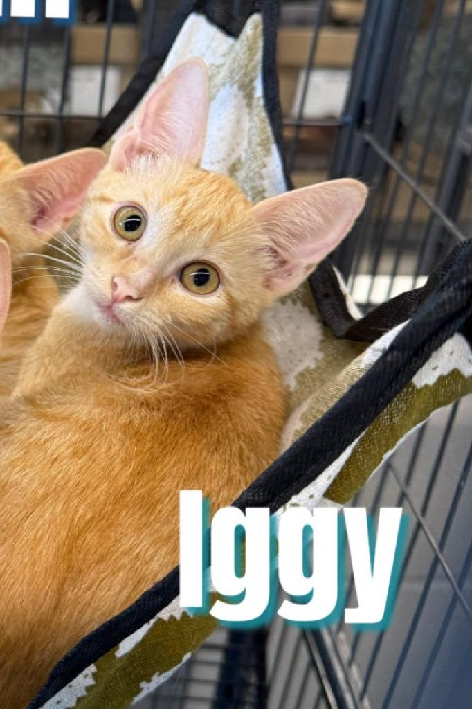 Enlarge Iggy, a Adoptable mixed breed in Bossier City, LA image 2/4