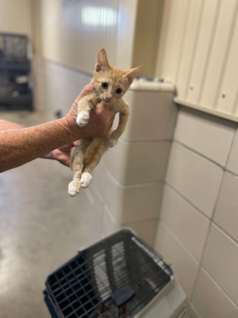 Enlarge Iggy, a Adoptable mixed breed in Bossier City, LA image 3/4