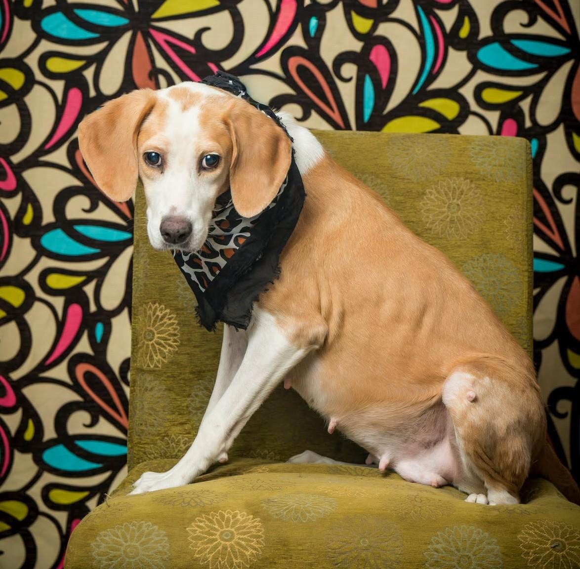 Enlarge Meredith May, a Adoptable Mixed Breed in North Myrtle Beach, SC image 1/3