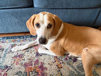 Enlarge Meredith May, a Adoptable Mixed Breed in North Myrtle Beach, SC image 2/5
