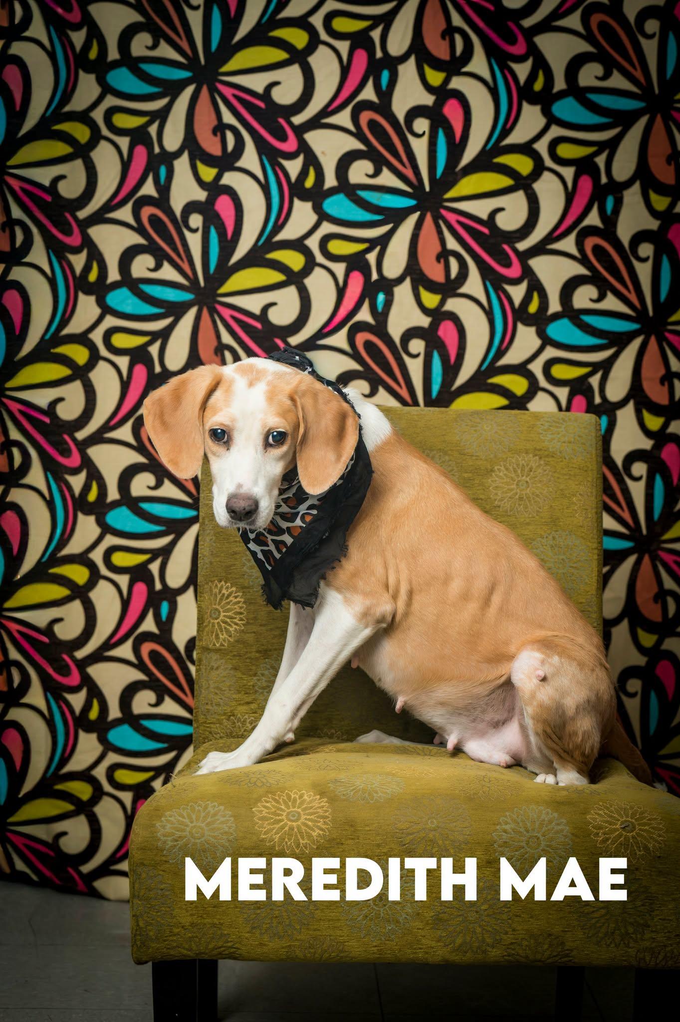 Enlarge Meredith May, a Adoptable Mixed Breed in North Myrtle Beach, SC image 3/3