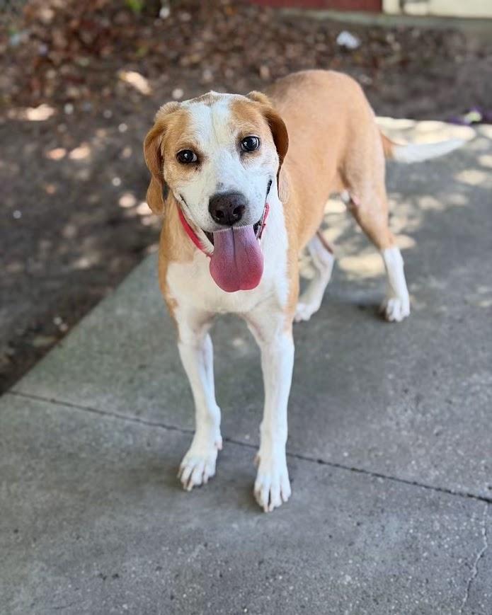 Enlarge Meredith May, a Adoptable Mixed Breed in North Myrtle Beach, SC image 2/3