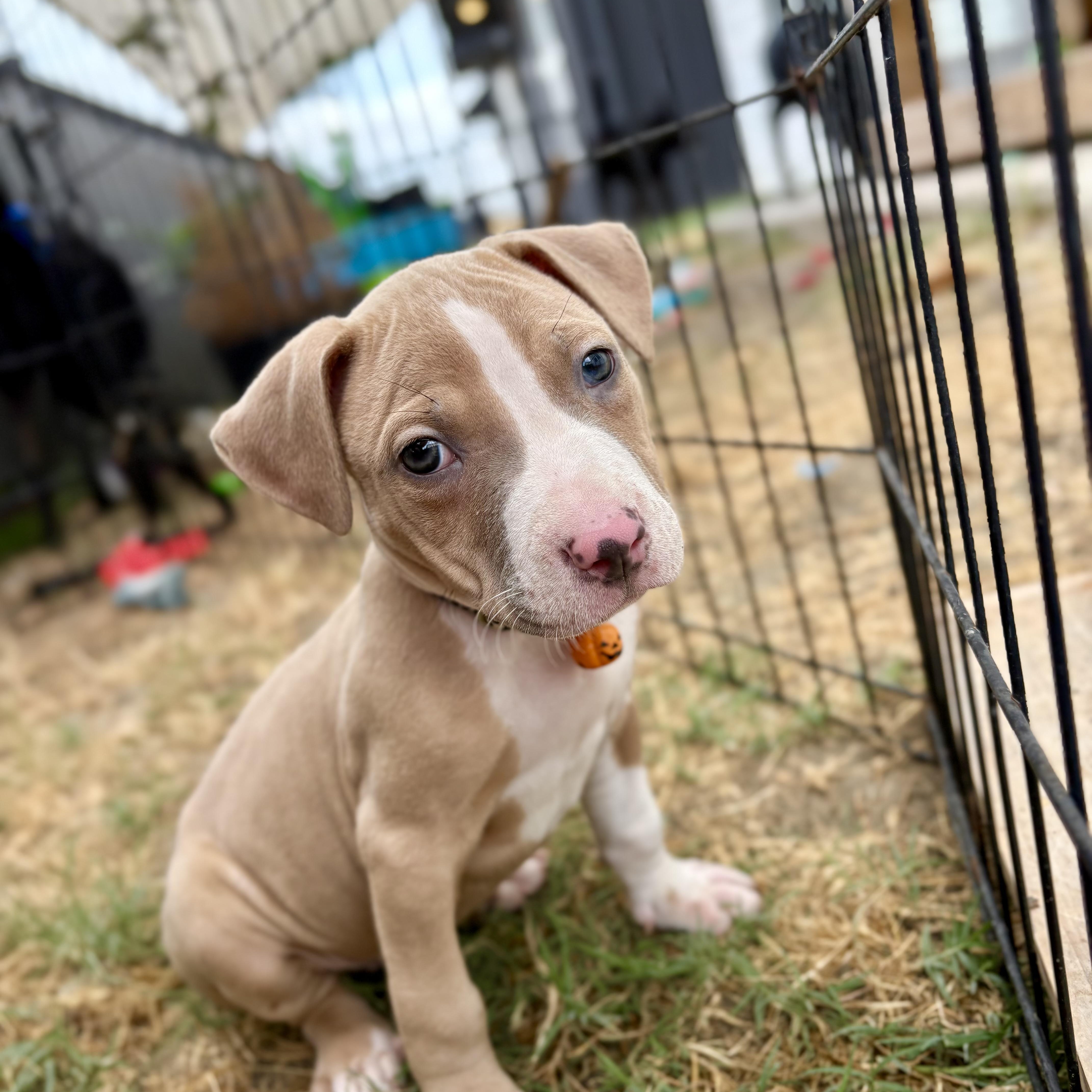Biscuit, Adoptable, Puppy Male Pit Bull Terrier.