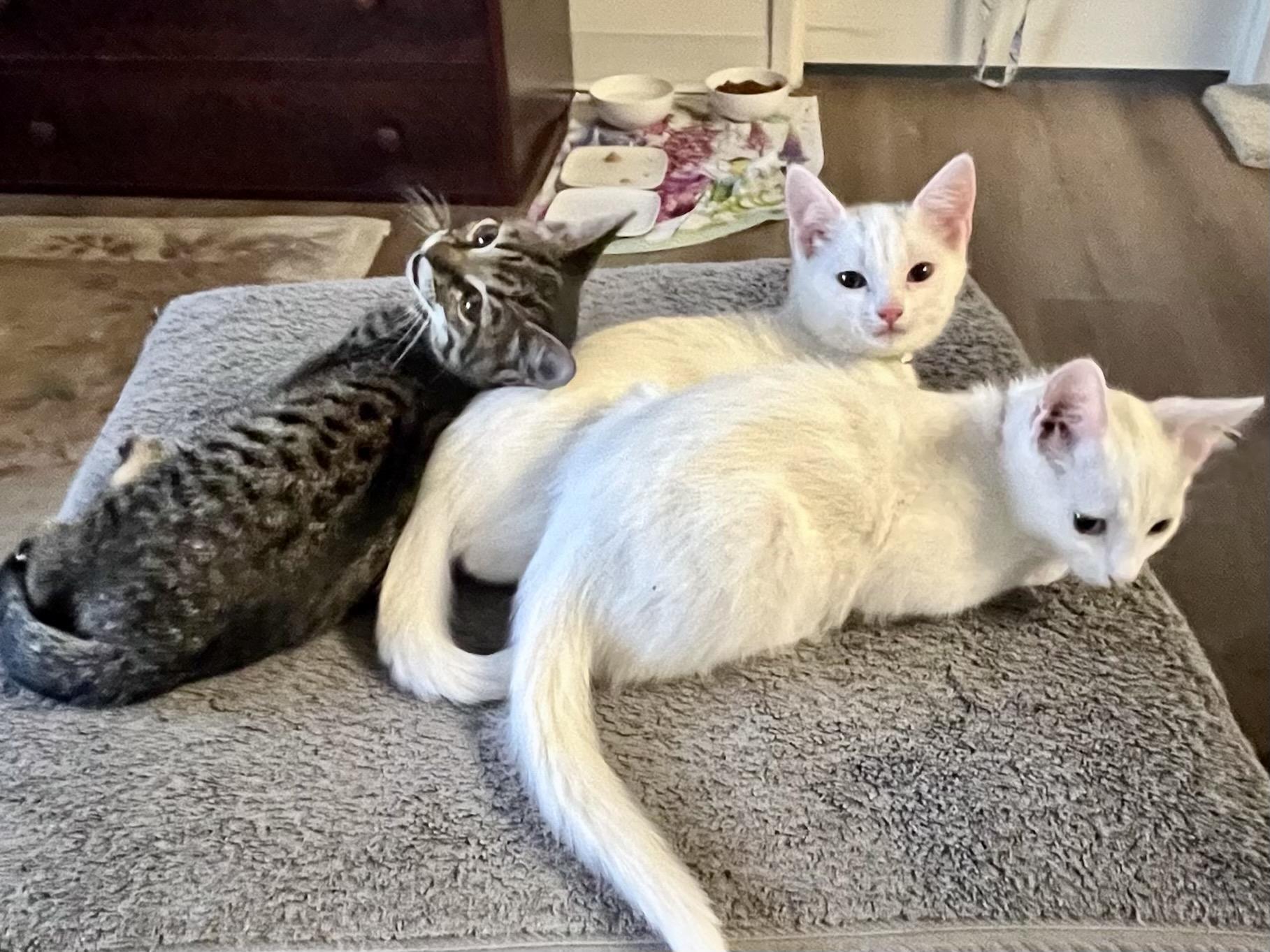 Enlarge Cleopatra, a Adoptable Domestic Short Hair in San Francisco, CA image 1/5