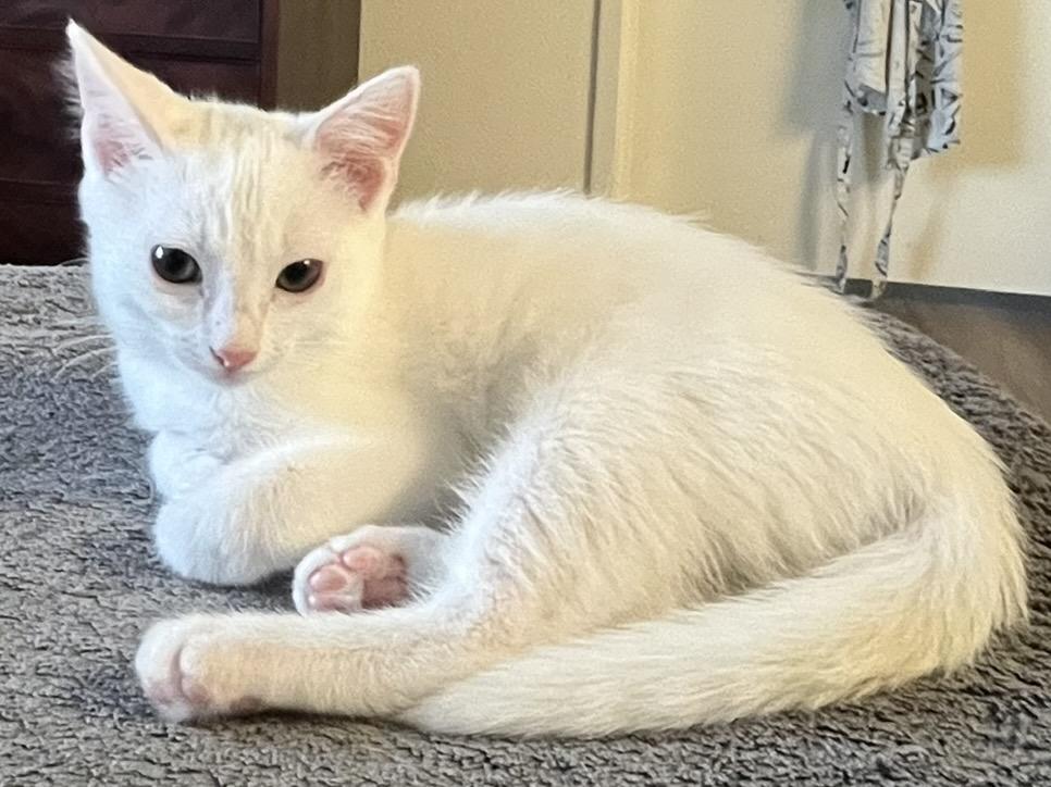 Enlarge Cleopatra, a Adoptable Domestic Short Hair in San Francisco, CA image 2/5