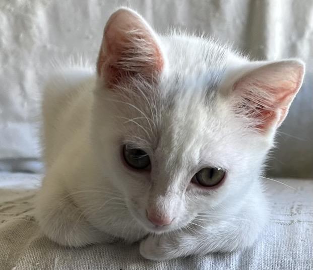 Enlarge Cleopatra, a Adoptable Domestic Short Hair in San Francisco, CA image 3/5