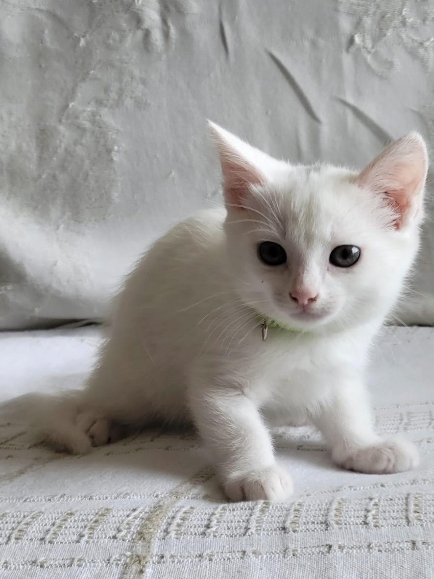 Enlarge Cleopatra, a Adoptable Domestic Short Hair in San Francisco, CA image 5/5