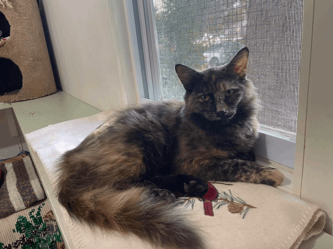 Catherine, Adoptable, Young Female Tortoiseshell.