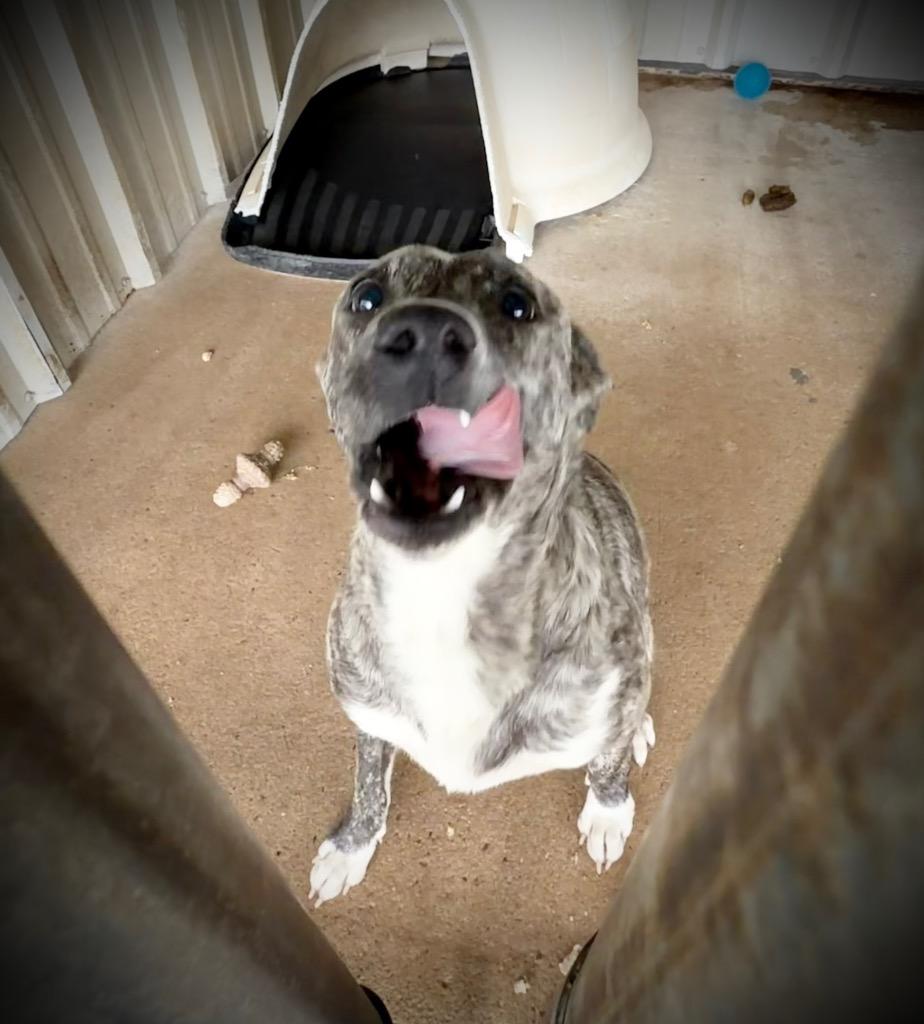 Daisy, Adoptable, Adult Female Pit Bull Terrier.