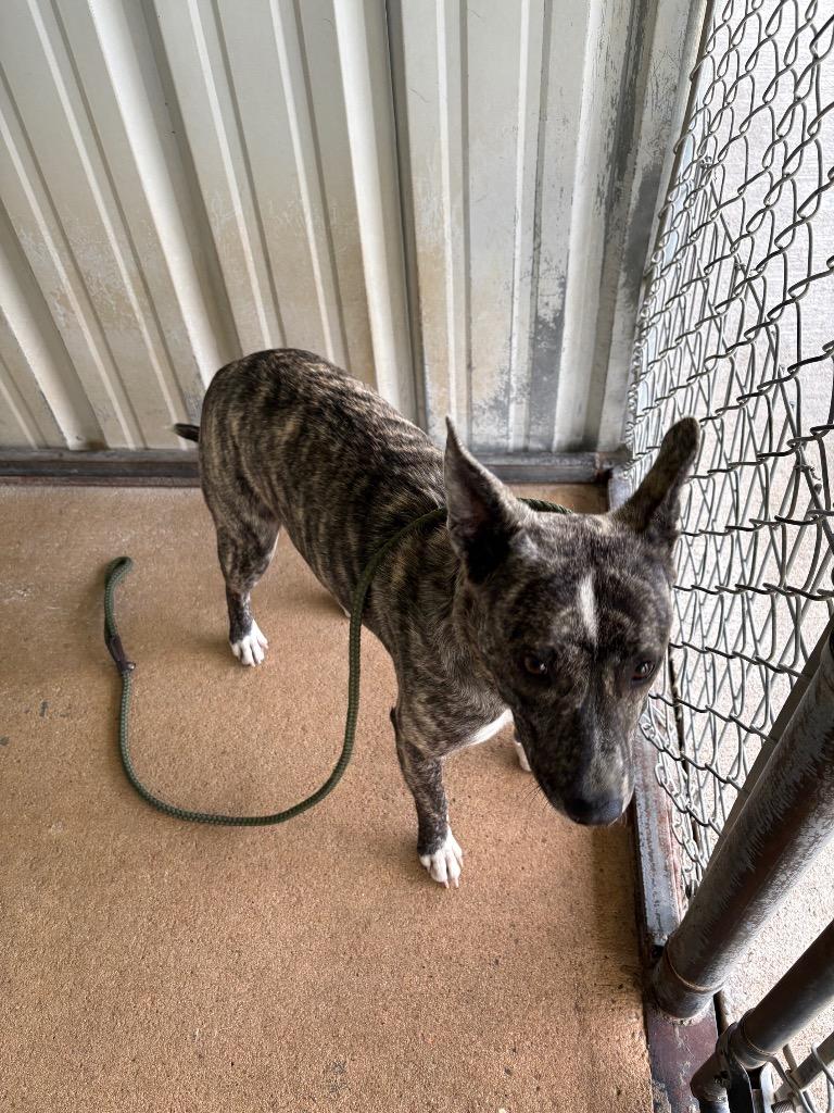 Enlarge Daisy, a Adoptable Pit Bull Terrier in Ada, OK image 2/2