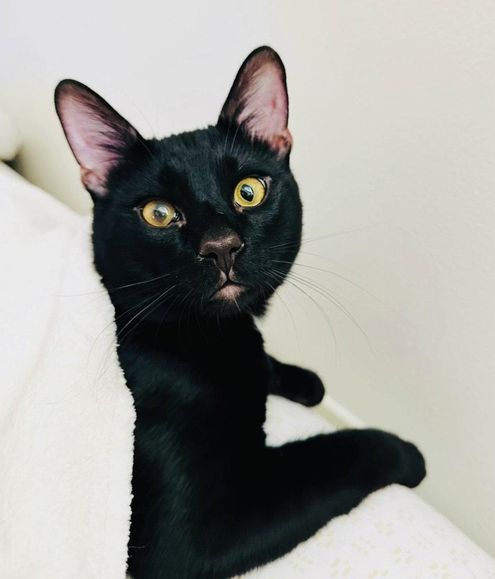 Enlarge Lucky Cat, a Adoptable mixed breed in Laguna Niguel, CA image 1/3