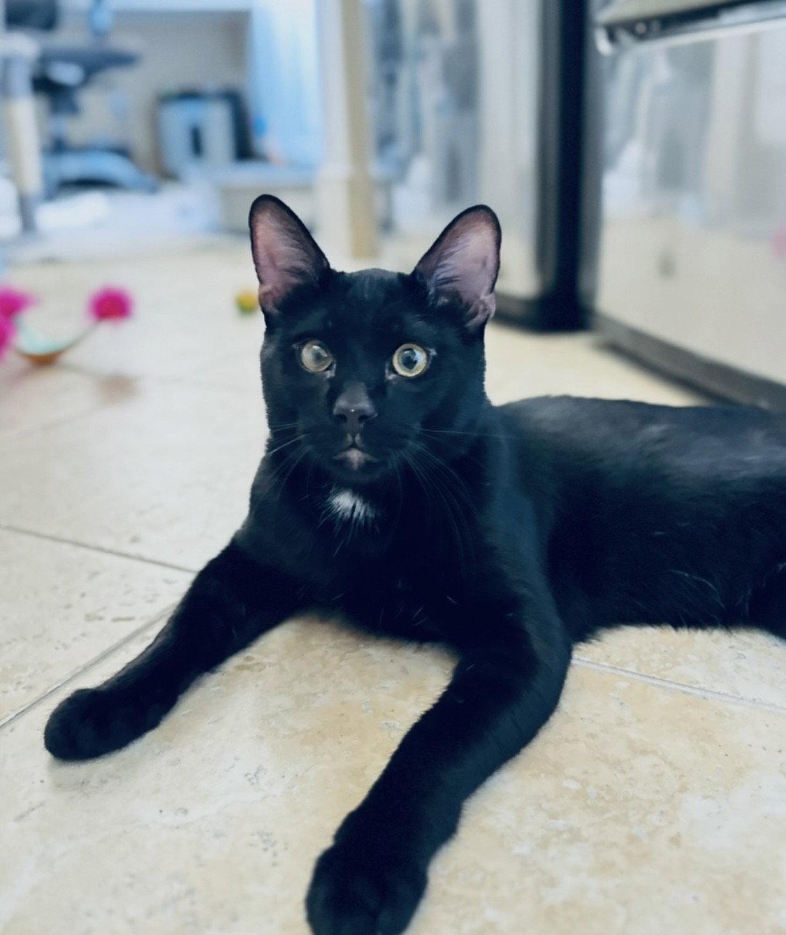 Enlarge Lucky Cat, a Adoptable mixed breed in Laguna Niguel, CA image 3/3