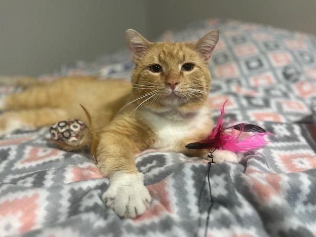 Enlarge Morris, a Adoptable American Shorthair in OVERLAND PARK, KS image 3/5