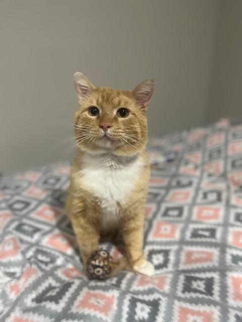 Enlarge Morris, a Adoptable American Shorthair in OVERLAND PARK, KS image 5/5