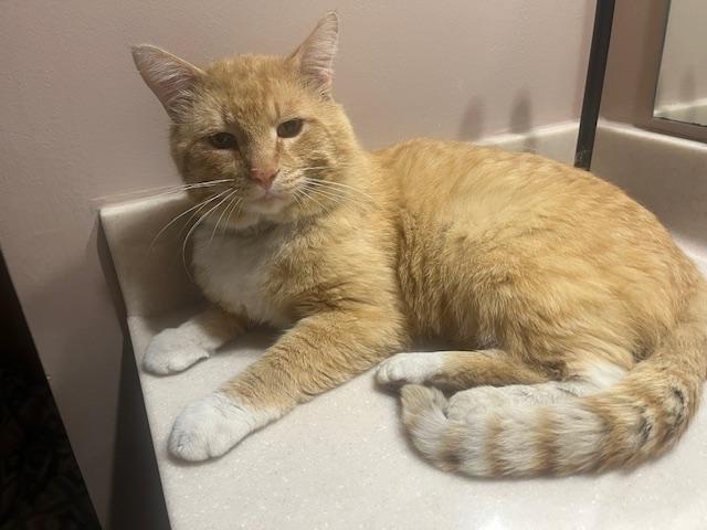 Morris, Adoptable, Adult Male American Shorthair.