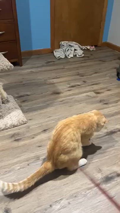 Enlarge Morris, a Adoptable American Shorthair in OVERLAND PARK, KS video 2/5