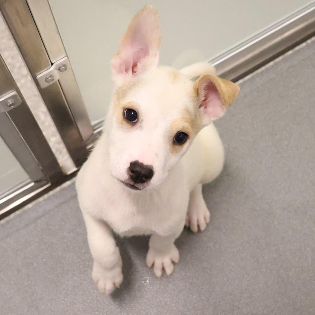 Enlarge Culver, a Adoptable mixed breed in Chicago, IL image 2/4