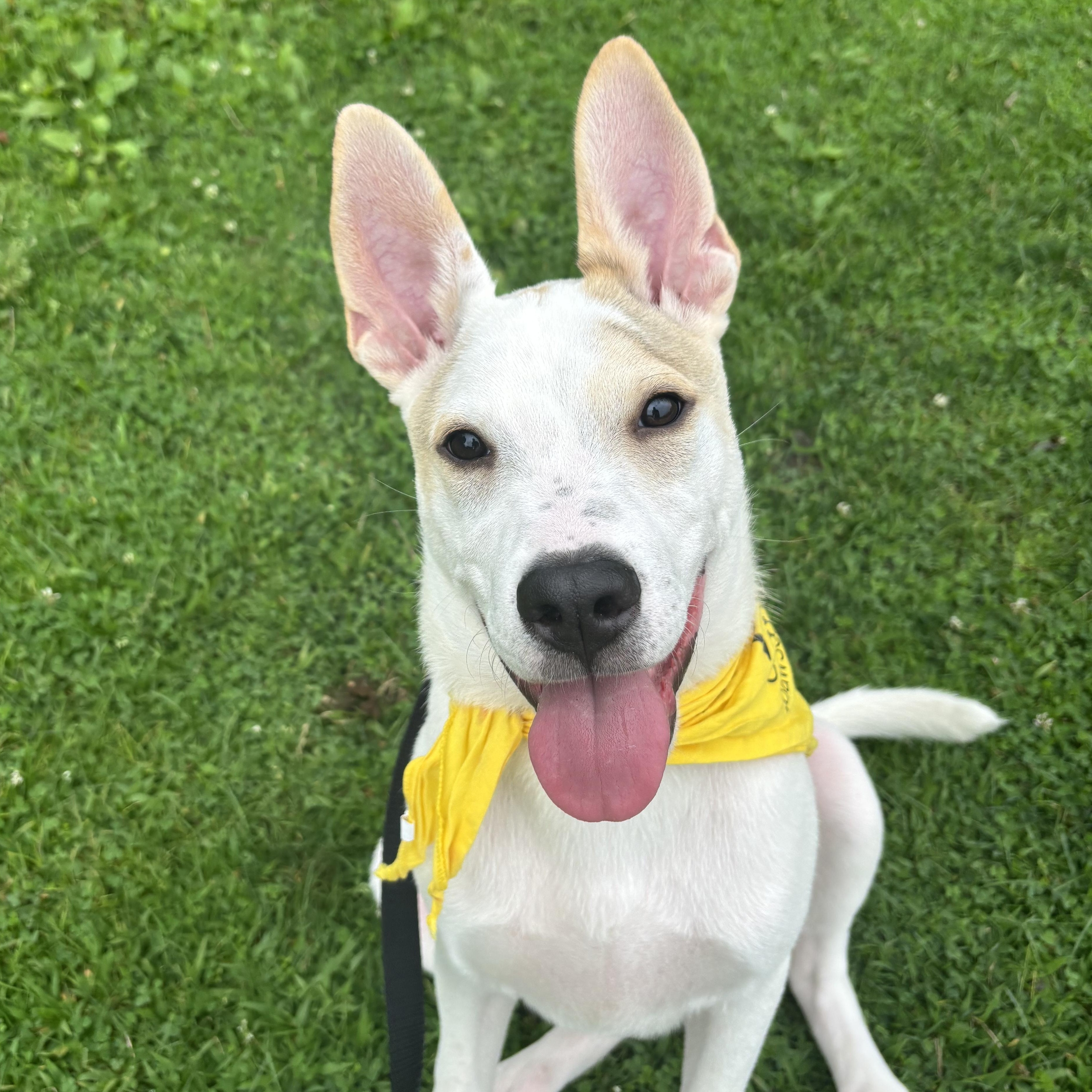 Culver, Adoptable, Young Male Mixed Breed.