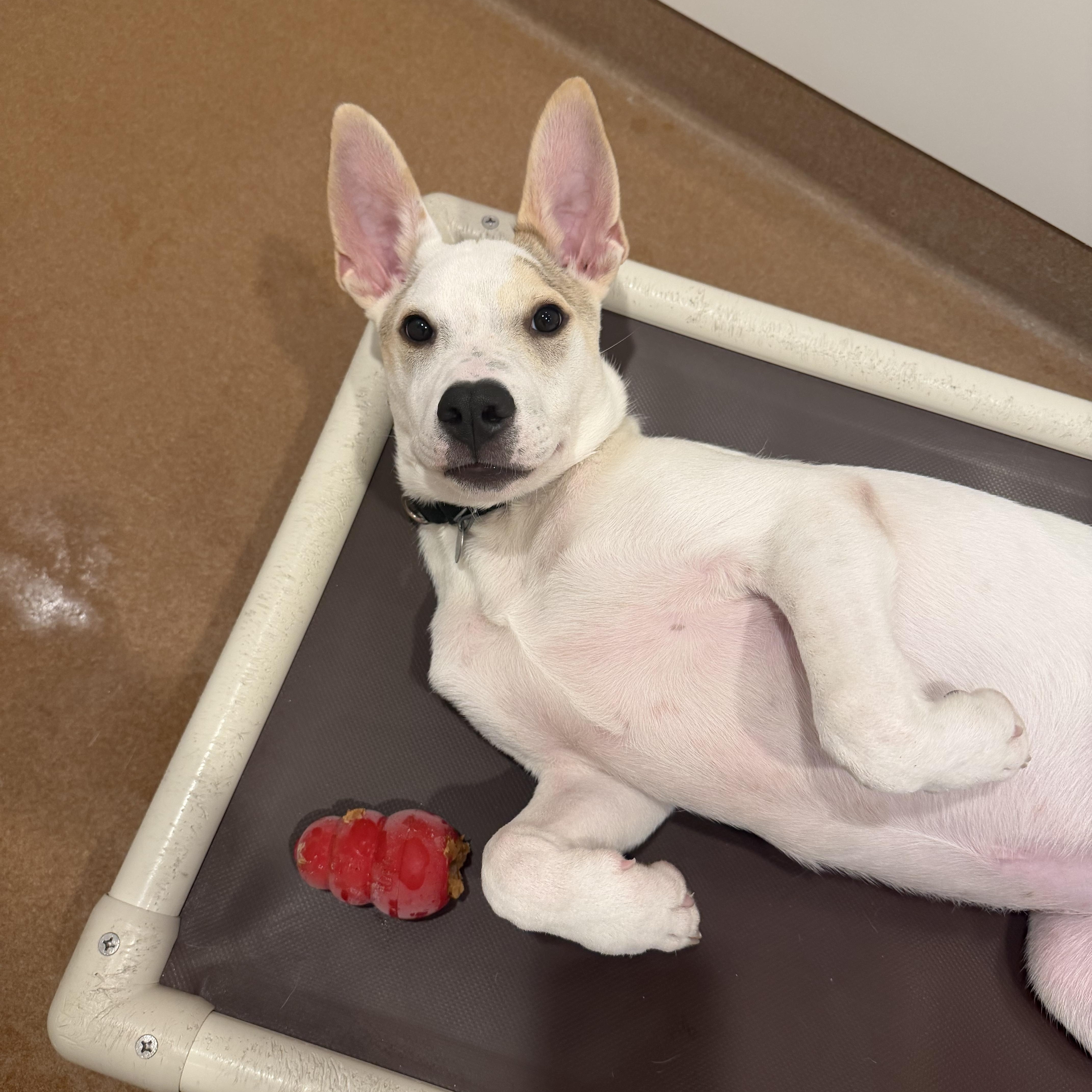 Enlarge Culver, a Adoptable mixed breed in Chicago, IL image 4/4
