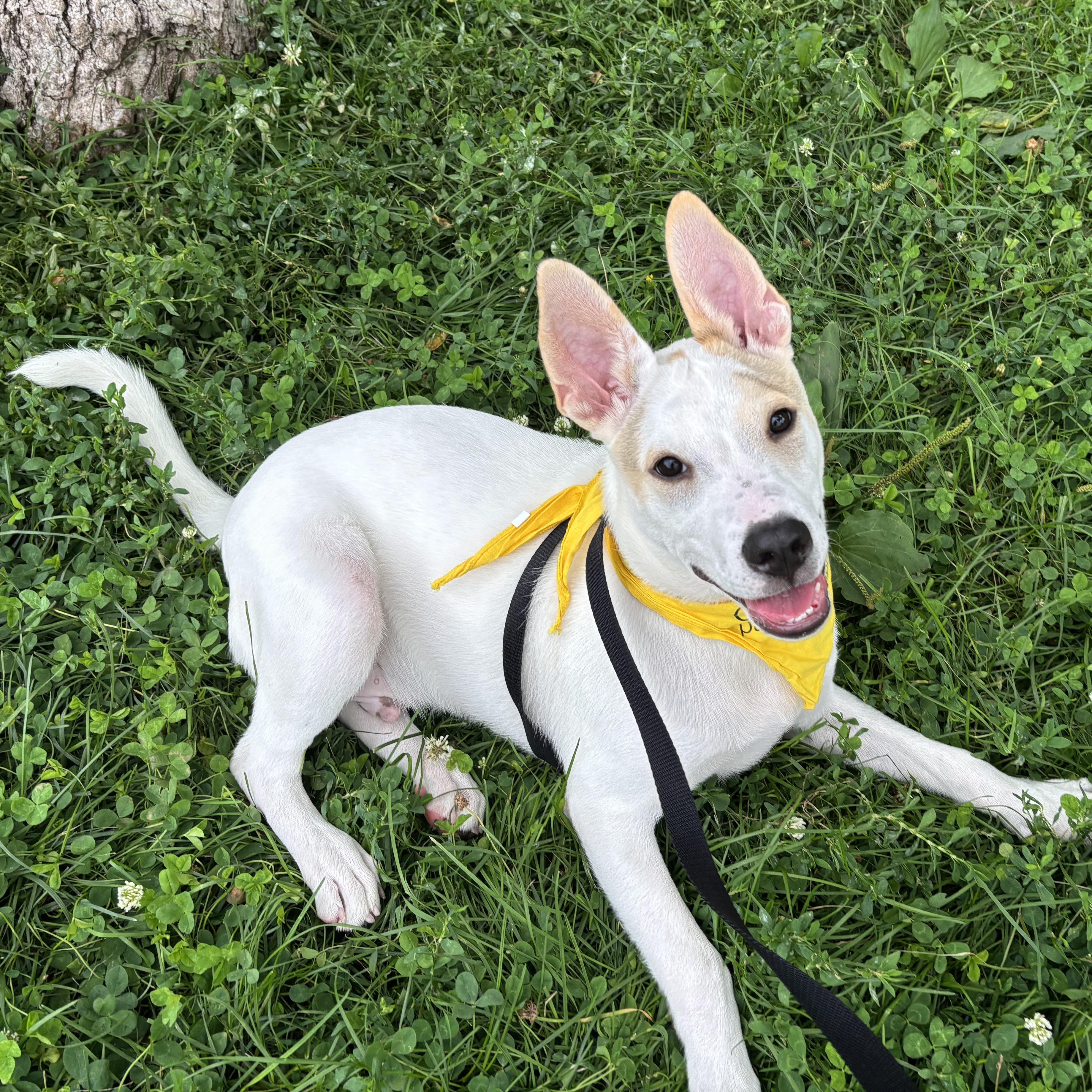Enlarge Culver, a Adoptable mixed breed in Chicago, IL image 3/4