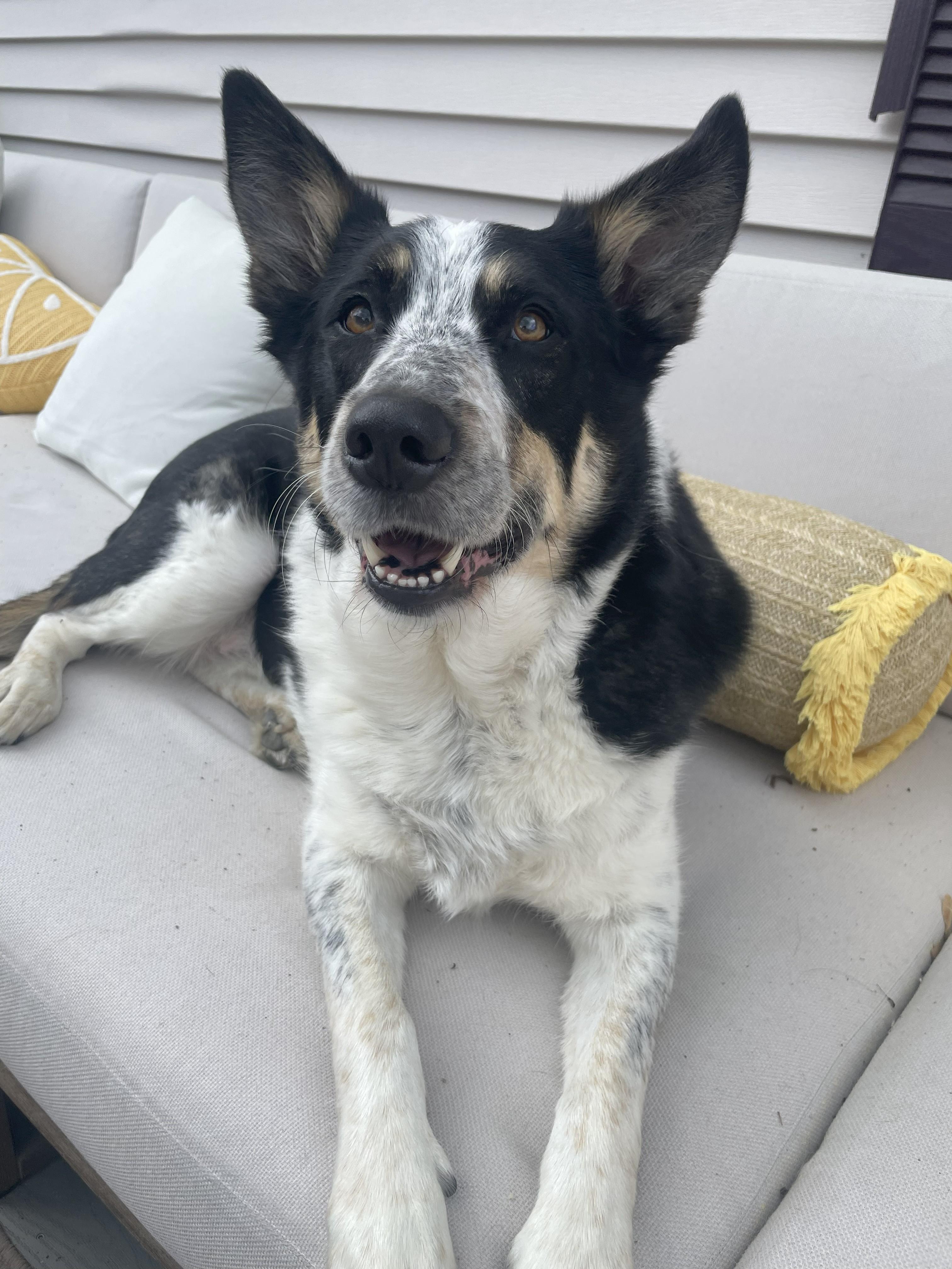 Enlarge Frank, a Adoptable mixed breed in Winthrop, MA image 1/5