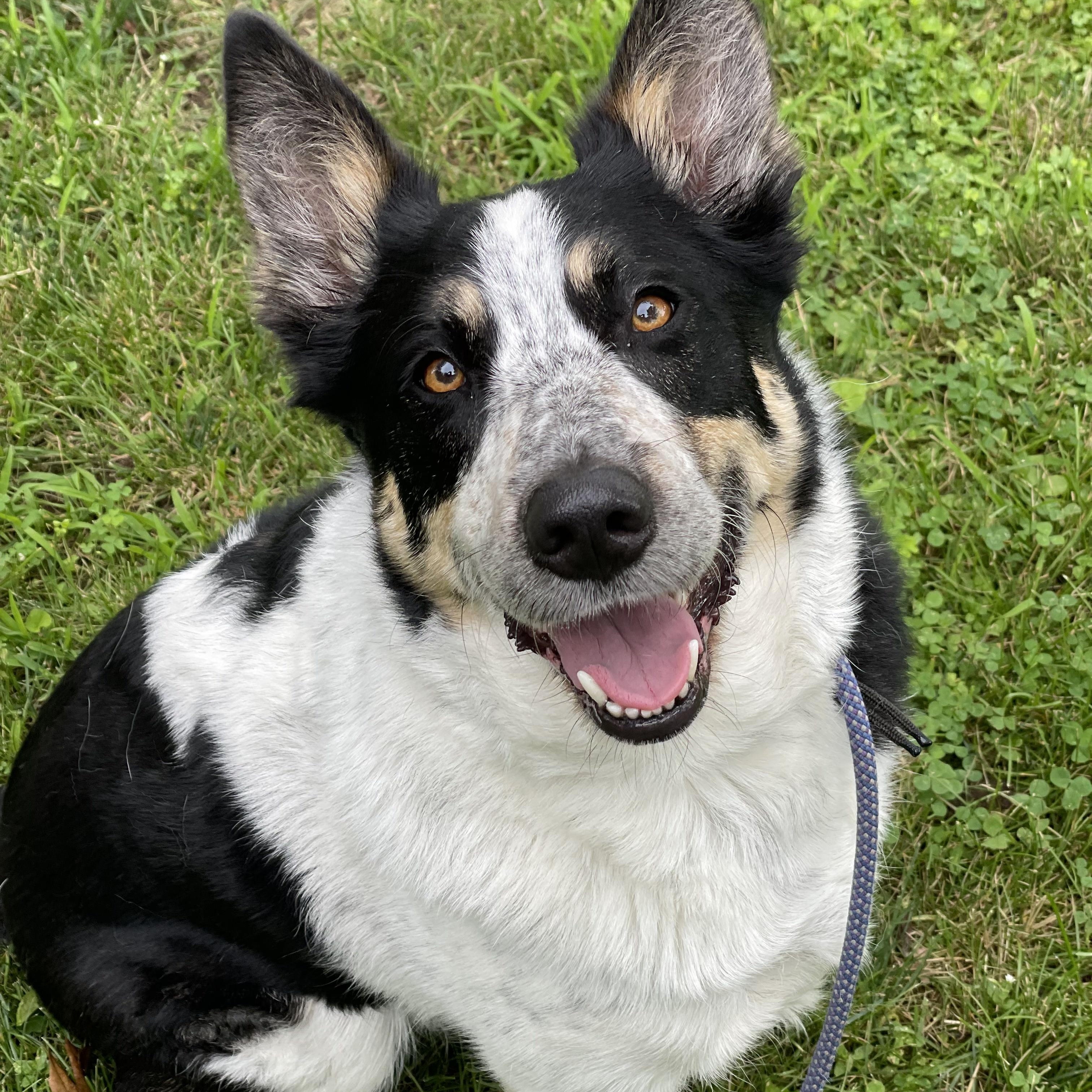Enlarge Frank, a Adoptable mixed breed in Winthrop, MA image 2/5