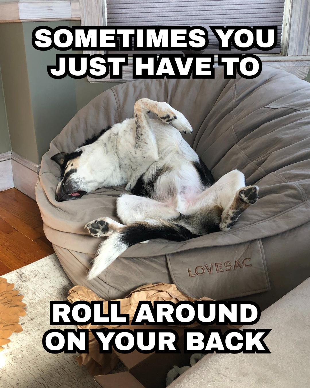 Enlarge Frank, a Adoptable mixed breed in Winthrop, MA image 3/5