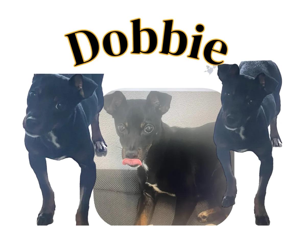 Enlarge Dobbie, a Adopted mixed breed in Key Largo, FL image 1/1