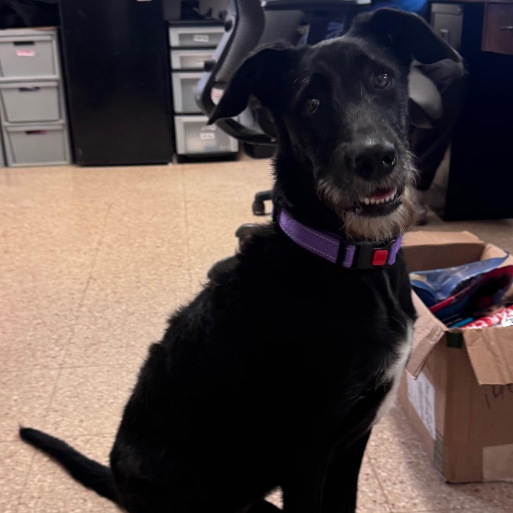 Radar, Adoptable, Young Female Terrier & Shepherd.